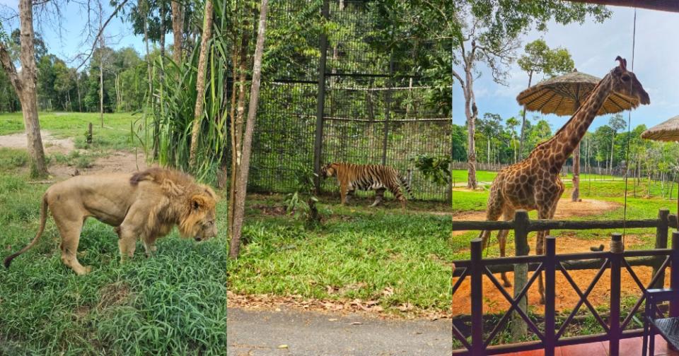 vietnam - safari animals