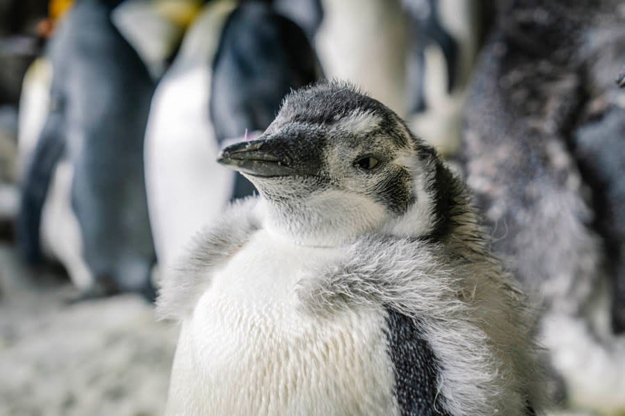 Pearl the Penguin (Photo: SeaWorld San Diego)