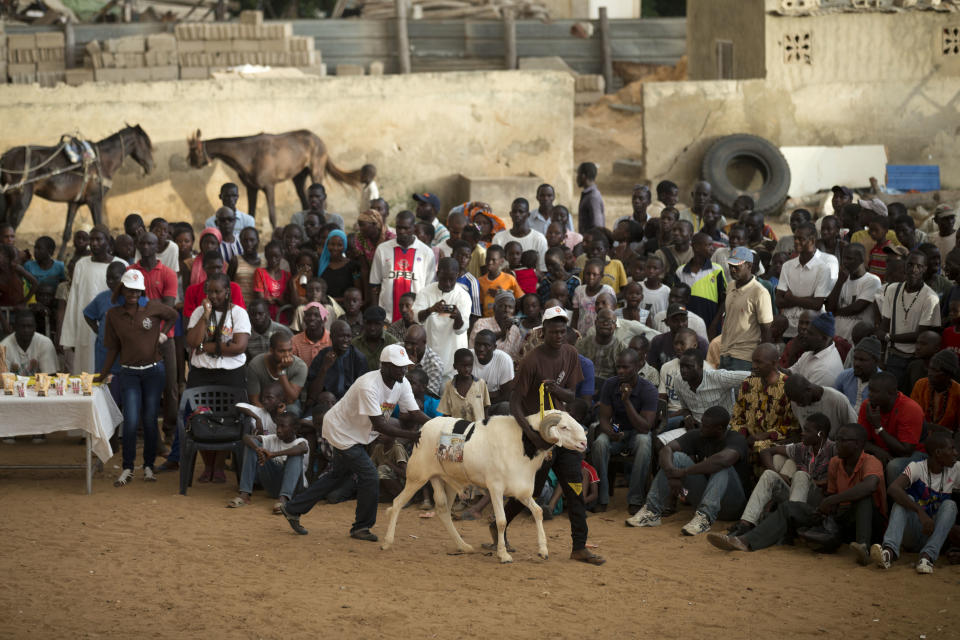 In this Wednesday, Oct. 3, 2012 photo, spectators look on as handlers coax ram Goor around the ring during the SICAP neighborhood regional final of the Khar Bii competition, which seeks to find the best sheep in Senegal ahead of the Eid al-Adha festival, in Dakar, Senegal. In a nation where sheep are given names and kept inside homes as companion animals, the most popular show on television is "Khar Bii," or literally, "This Sheep" in the local Wolof language. It's an American Idol-style nationwide search for Senegal's most perfect specimen. (AP Photo/Rebecca Blackwell)