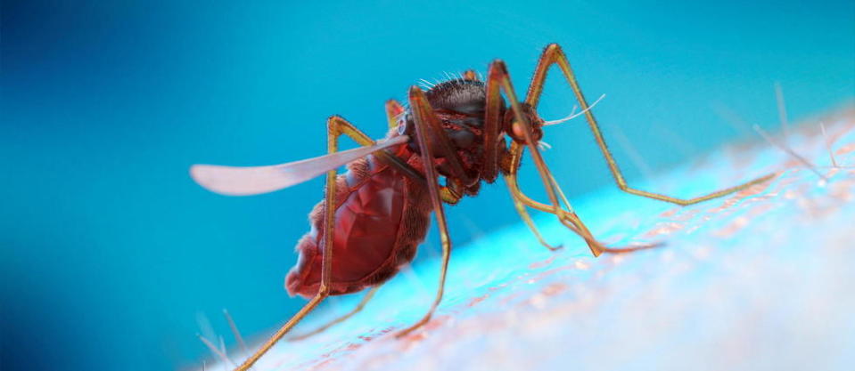 Le paludisme est transmis à l'homme par une piqûre de moustique femelle (photo d'illustration).
