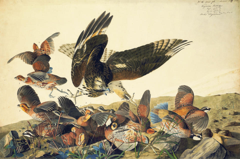 This ca. 1825 image provided by the New-York Historical Society of a Red-shouldered Hawk attacking Northern Bobwhites is one of 474 bird watercolors by John James Audubon in the collection of the New-York Historical Society, which is mouting three exhibitions of all of its Audubon images over three years. The 474 watercolors include 435 that were engraved for Audubon's monumental "The Birds of America." It's considered the greatest book of printed engravings ever produced. The first group went on view March 8. (AP Photo/New-York Historical Society, John James Audubon)