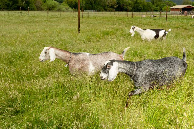 <p>Cayce Clifford</p> Goats at Pennyroyal Farm.