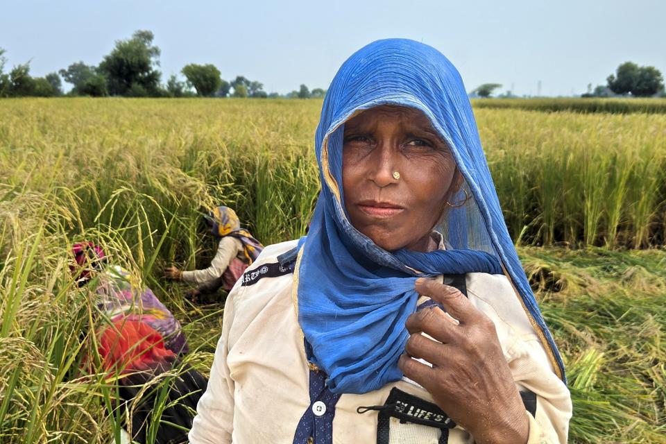 Savita Singh, a farm worker, looks on as other farm workers harvest wheat in Nanu village of Aligarh district in Uttar Pradesh state, India, on Oct. 17, 2023. Singh lost a finger to amputation in 2022 due to a chemical infection. She blames climate change that required her to apply much more pesticide and fertilizer to make up for declining yields. (Uzmi Athar/Press Trust of India via AP)