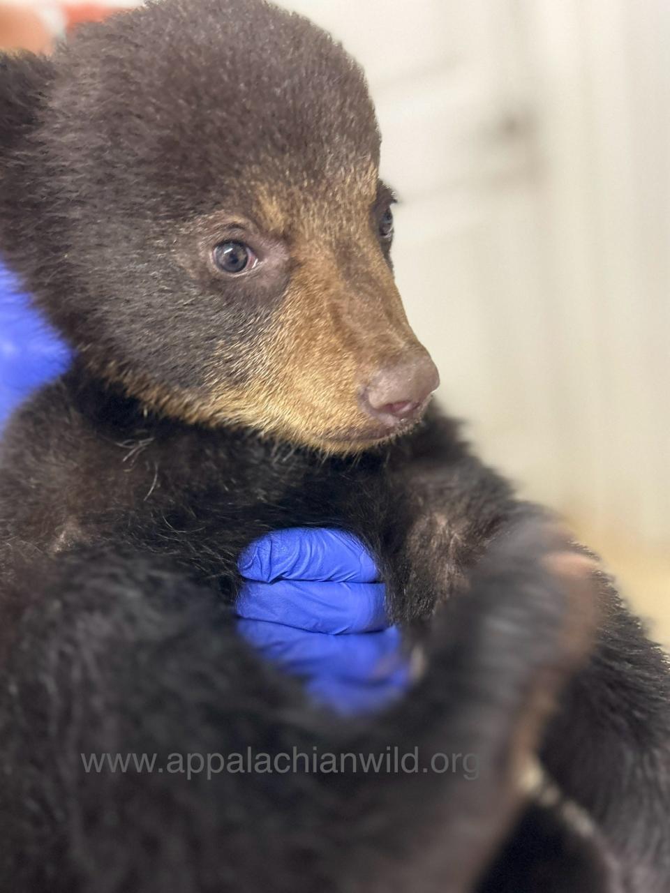 A female bear cub during her intake exam at the Appalachian Wildlife Refuge in Candler. She is one of two cubs removed from a tree by people taking selfies at an Asheville apartment complex April 16.