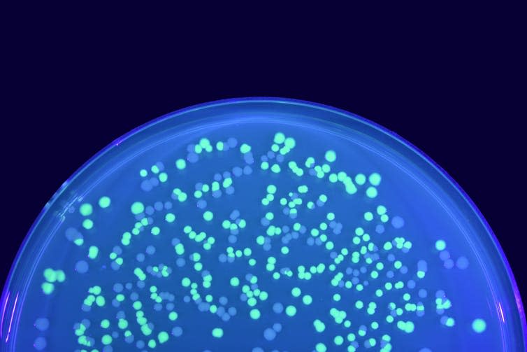 <span class="caption">Illuminating experiment: fluorescent green <em>E. coli</em> bacteria.</span> <span class="attribution"><a class="link " href="https://www.shutterstock.com/image-photo/plate-green-fluorescent-normal-escherichia-coli-1151406107?src=5C-Svt4lIhhmy-aYyHv6VQ-1-2" rel="nofollow noopener" target="_blank" data-ylk="slk:KPWangkanont/Shutterstock;elm:context_link;itc:0;sec:content-canvas">KPWangkanont/Shutterstock</a></span>