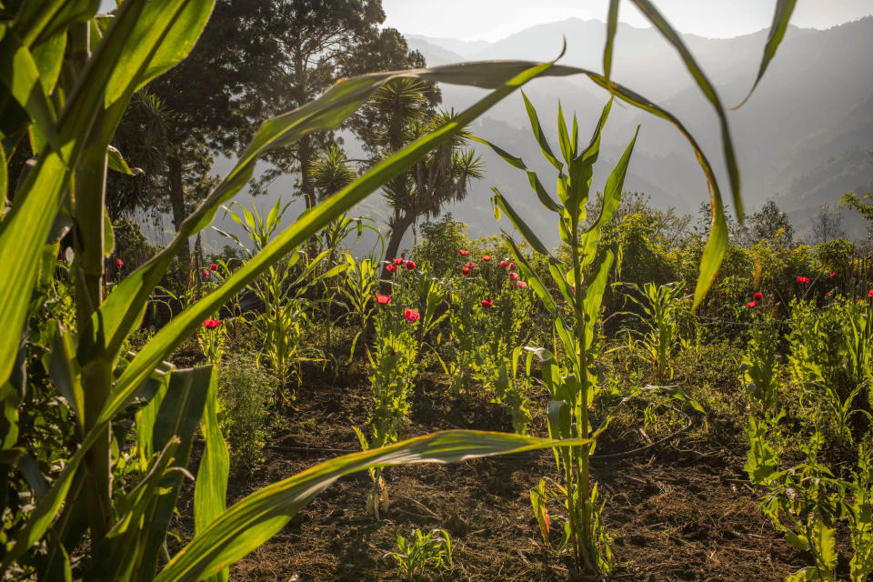 Los agricultores que cultivan amapola están perdiendo una fuente de ingresos crucial del que había sido su único cultivo comercial, lo que ha llevado a muchos de ellos, en zonas ya asoladas por la pobreza, a migrar a Estados Unidos. (Daniele Volpe/The New York Times)