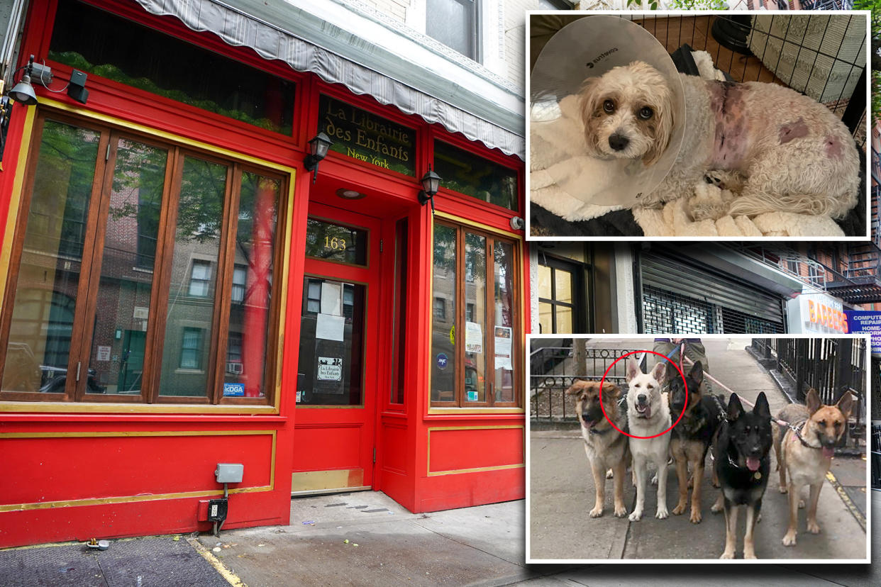 dog attacked and french bookstore