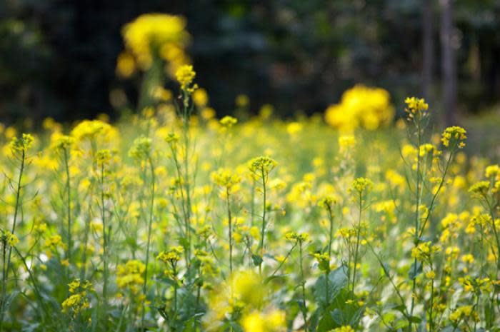 Mustard Greens