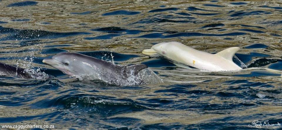 The white dolphin seen swimming with another young dolphin.