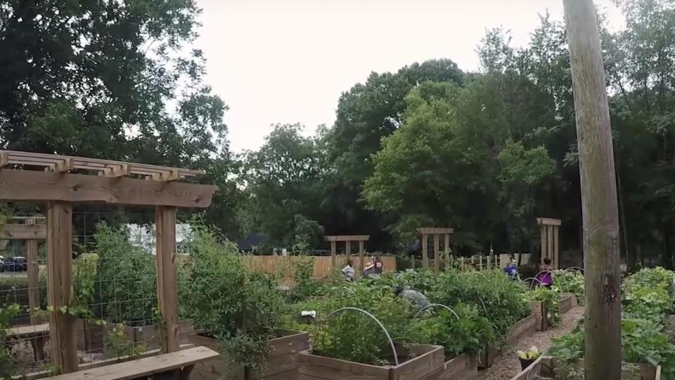 A food forrest with plants and trees