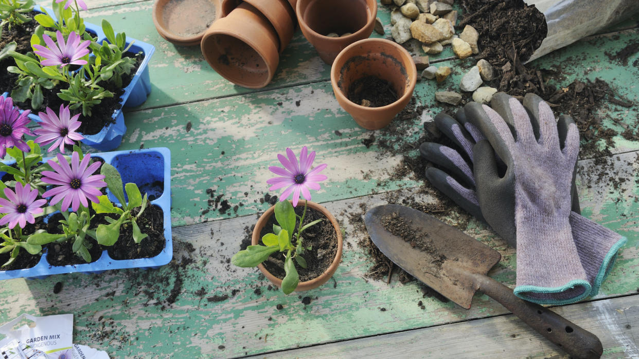  A green wooden gardening workbench with purple flowers, pots, soil, shovels, and more. 