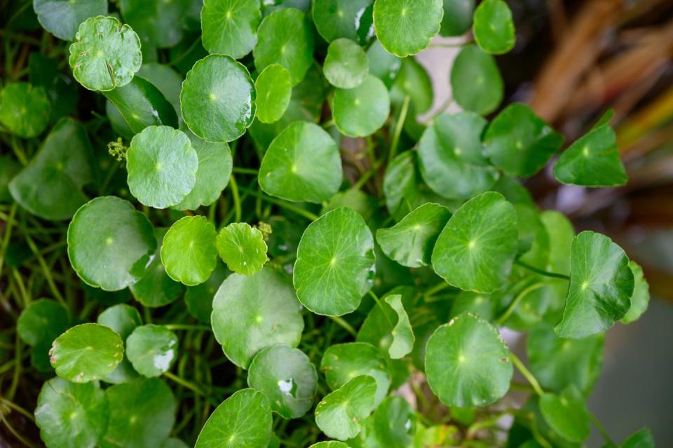 <p>Loved for its impressive foliage, the Chinese Money Plant has rounded, glossy leaves that is incredibly easy to grow. Come summer, if you're lucky, your plant may grow sprays of tiny pink flowers. It's the perfect plant to brighten up a dull corner. </p><p><a class="link " href="https://go.redirectingat.com?id=127X1599956&url=https%3A%2F%2Fwww.thompson-morgan.com%2Fp%2Fchinese-money-plant%2FKA8601TM&sref=https%3A%2F%2Fwww.housebeautiful.com%2Fuk%2Fgarden%2Fplants%2Fg34571764%2Ftrending-houseplants%2F" rel="nofollow noopener" target="_blank" data-ylk="slk:BUY NOW VIA THOMPSON & MORGAN;elm:context_link;itc:0;sec:content-canvas">BUY NOW VIA THOMPSON & MORGAN</a></p>