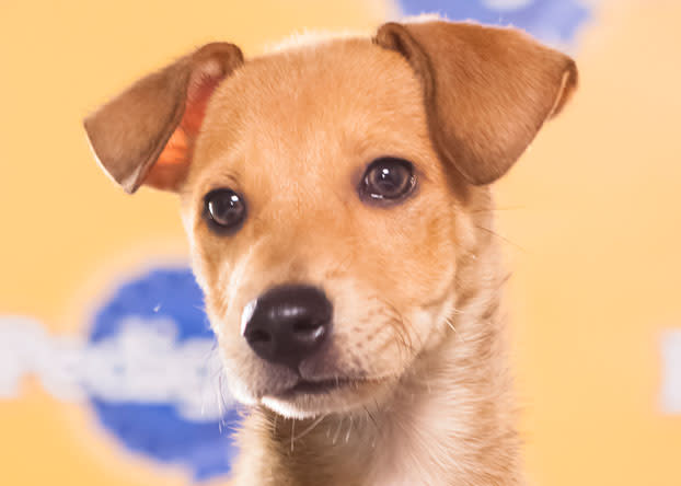 Butterscotch, a 12-week-old Puerto Rican sato, was rescued off a beach on the island called "Dead Dog." (Photo by Keith Barraclough/DCL)