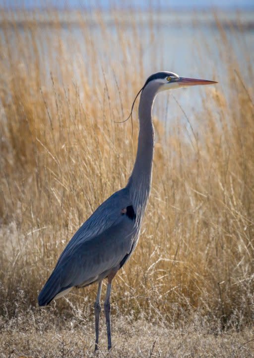 Great blue heron (Courtesy Utah Division of Wildlife Resources)