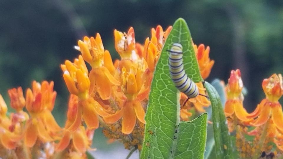 A monarch butterfly caterpillar on the leaf of a milkweed plant, its host species.