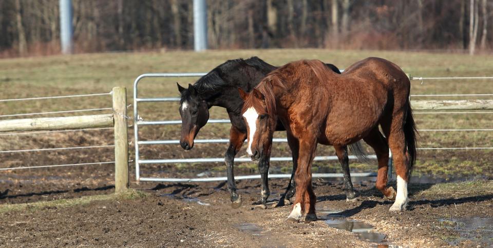 Trusted Company, right, and Catch This T are best friends at Bright Futures Farm in Pennsylvania. March 2, 2023