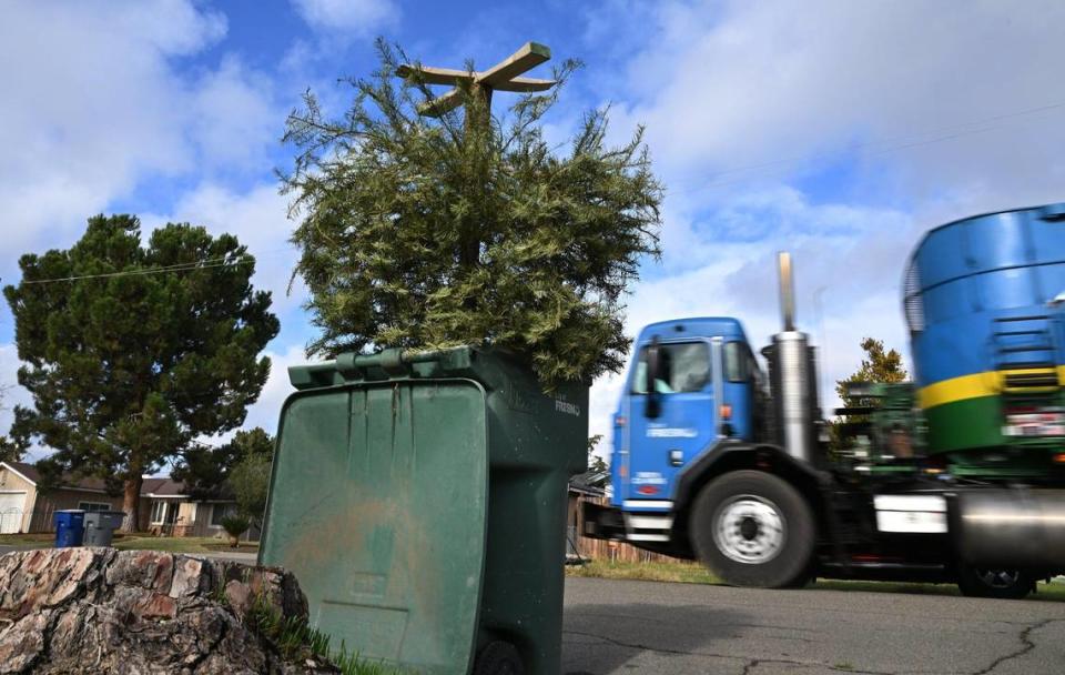 An upturned Christmas tree is seen in a green recycling can as City of Fresno solid waste trucks drive their collection routes in central Fresno Wednesday, Jan. 3, 2024. ERIC PAUL ZAMORA/ezamora@fresnobee.com