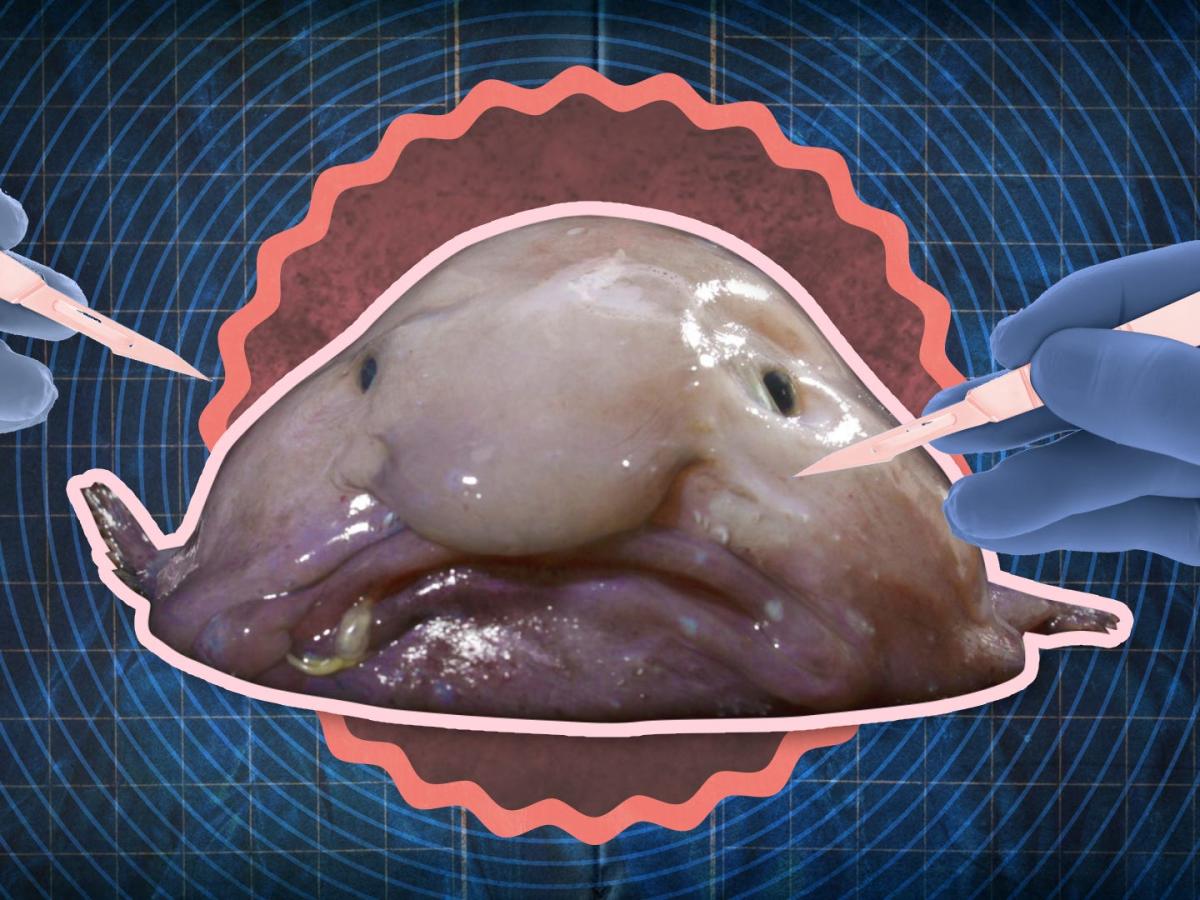 The Blobfish Isn't Really That Ugly