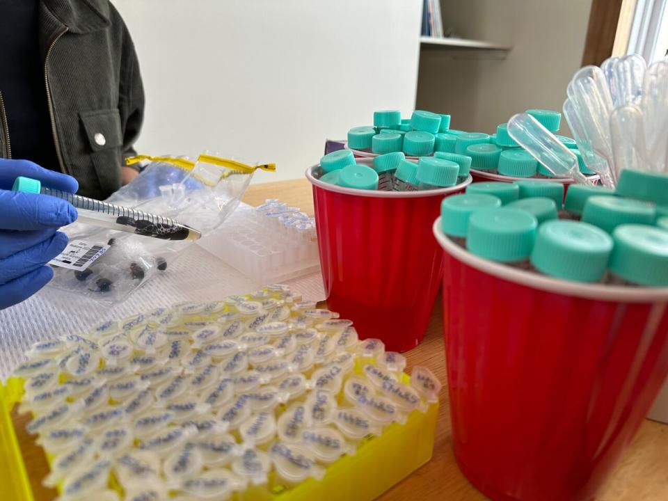 Caribou fecal samples collected in the N.W.T. by researchers with the Sahtu Renewable Resources Board.