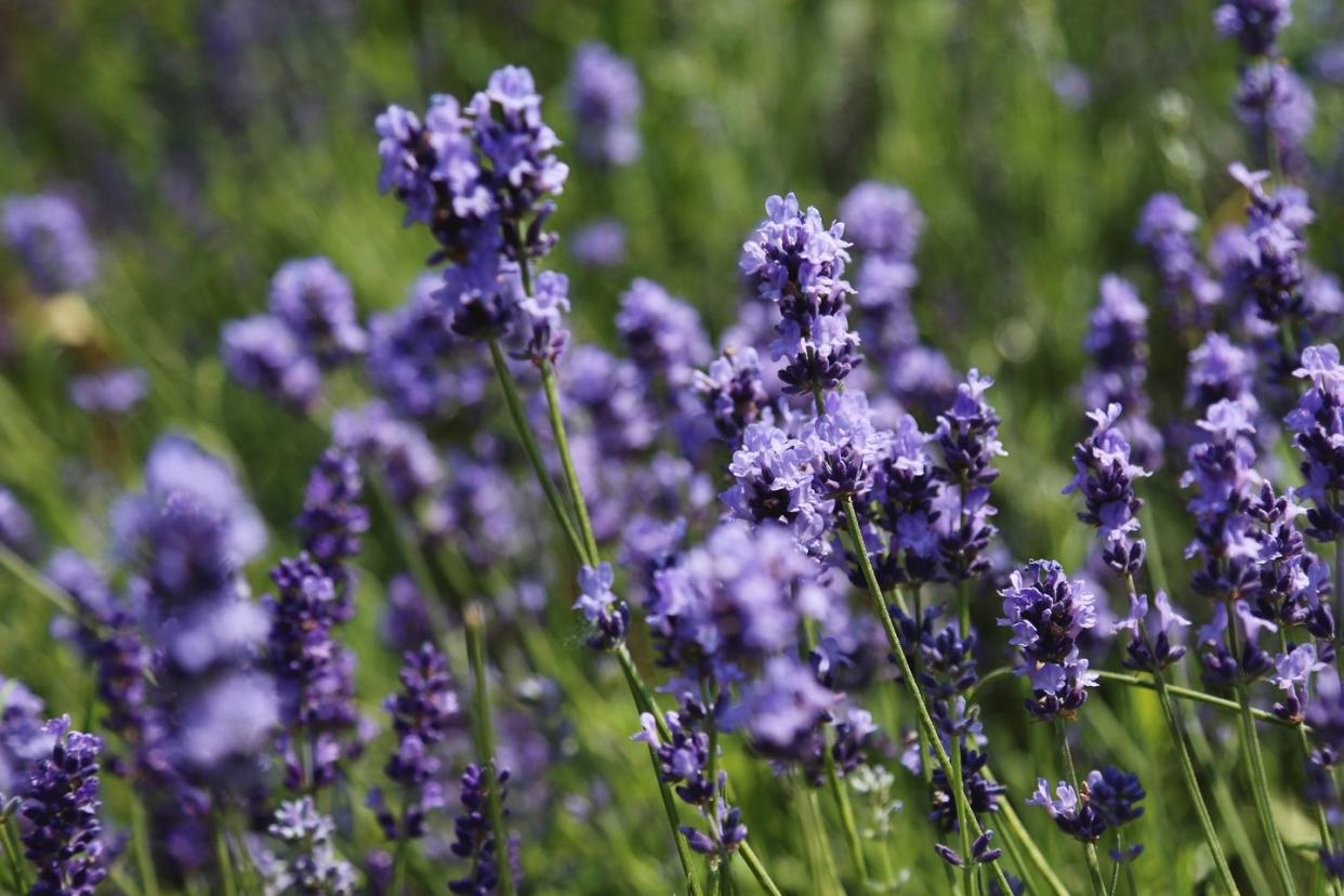 purple lavender flowers