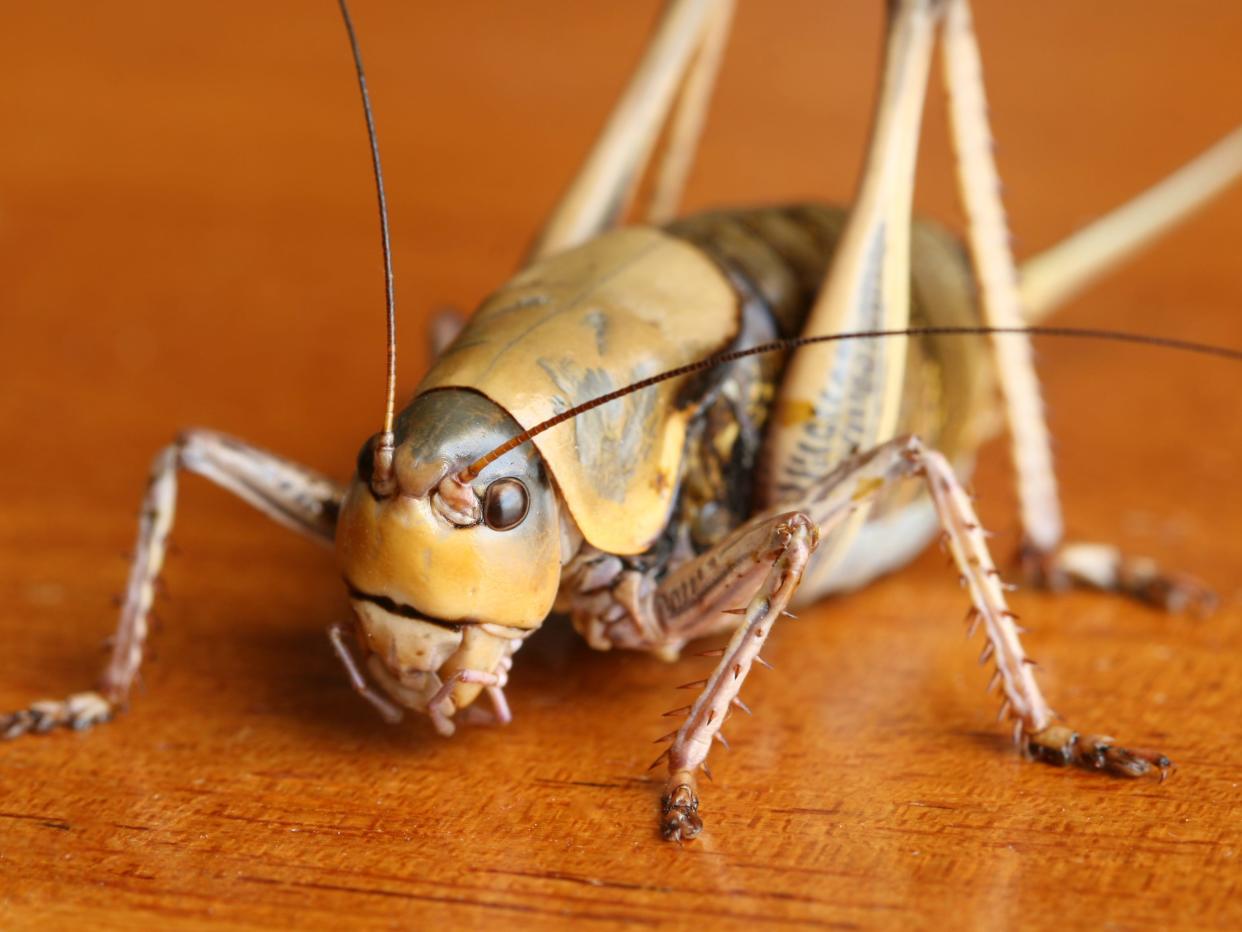 A close-up of a Mormon cricket.