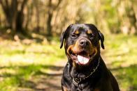 <p><a href="https://www.akc.org/dog-breeds/rottweiler/" rel="nofollow noopener" target="_blank" data-ylk="slk:Descended from the mastiffs of the Roman legion;elm:context_link;itc:0;sec:content-canvas" class="link ">Descended from the mastiffs of the Roman legion</a>, this muscular, courageous breed is a loyal companion and guardian. They're actually quite trainable and eager to please, but they need loads of mental stimulation and a disciplined owner to encourage good behavior.</p><p><strong>Height:</strong></p><ul><li>24 to 27 inches</li></ul><p><strong>Weight:</strong></p><ul><li>80 to 135 pounds</li></ul><p><strong>Life expectancy:</strong></p><ul><li>9 to 10 years</li></ul>