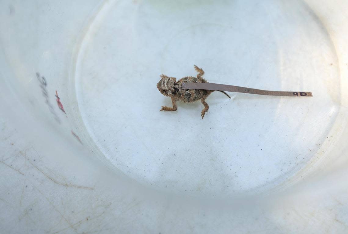 A Texas horned lizard hatchling rests in a plastic container after being tagged on Sept. 15, 2021, at the Fort Worth Zoo.