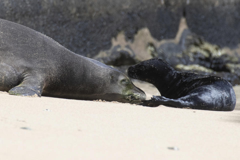 Hawaiian monk seal Kaiwi is seen with her new born pup in Honolulu on Apr. 14, 2023. Hawaii officials are fencing off a large stretch of a popular Waikiki beach to protect a Hawaiian monk seal and her days-old pup. The unusual move highlights the challenges of protecting endangered species in a state that attracts millions of travelers every year. (George F. Lee/Honolulu Star-Advertiser via AP)