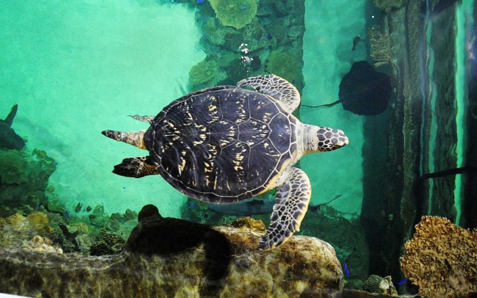 Shark Reef Aquarium at Mandalay Bay Resort, Las Vegas