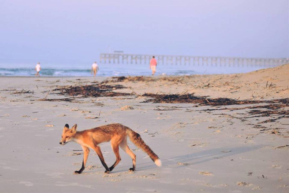 A fox on Pawleys Island