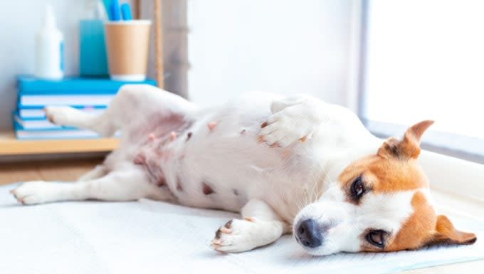 Miscarriage in Dogs: Symptoms, Causes, & Treatments