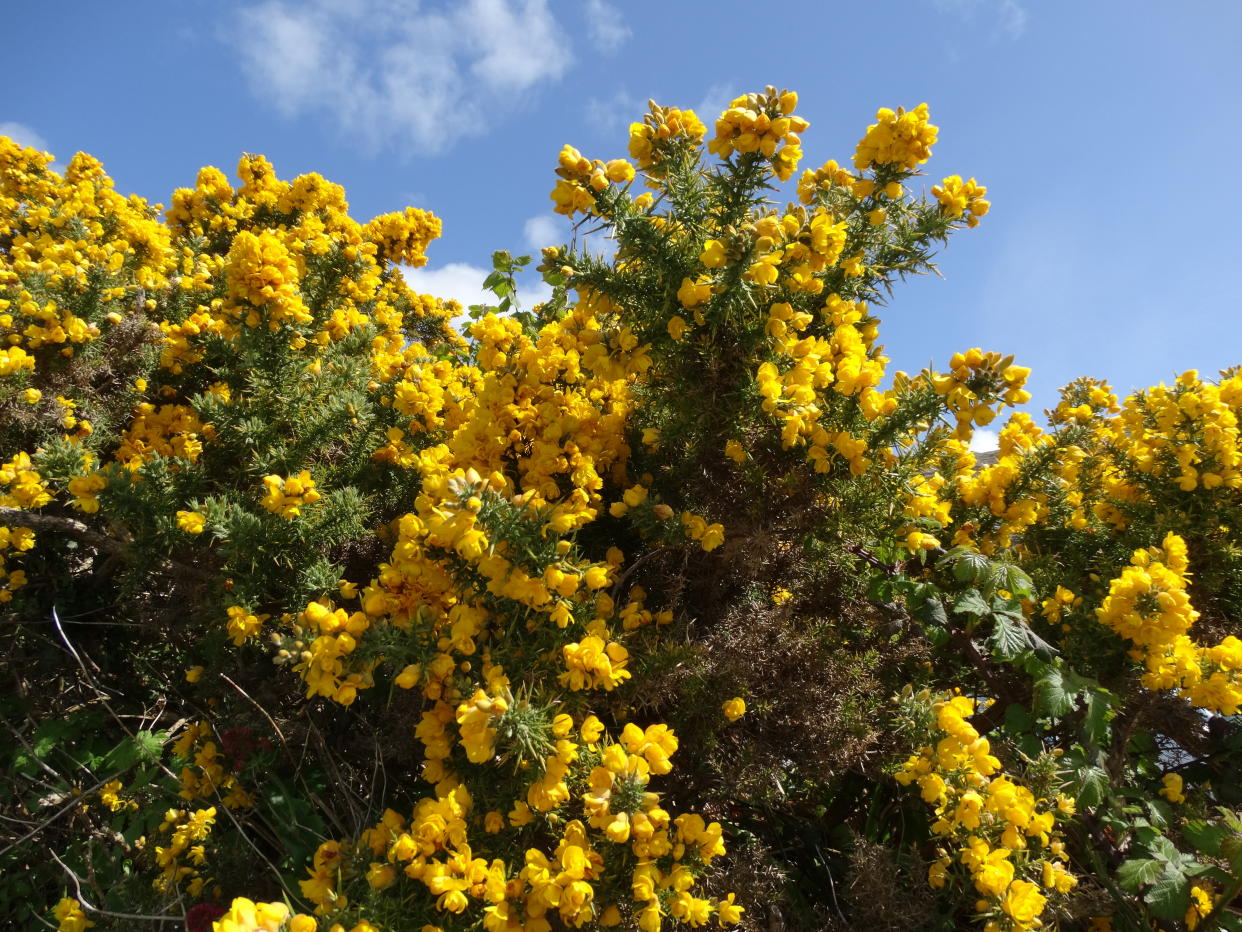 Gorse - Ireland