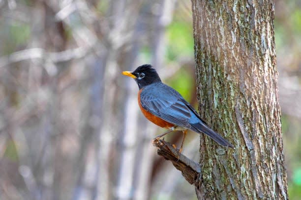 The American robin is the state bird of Connecticut.
