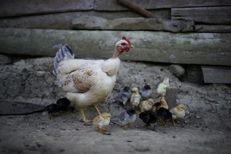 A hen and her chicks are seen inside a farm near the village of Santo Domingo, in the Sierra Maestra, Cuba, March 31, 2018. REUTERS/Alexandre Meneghini