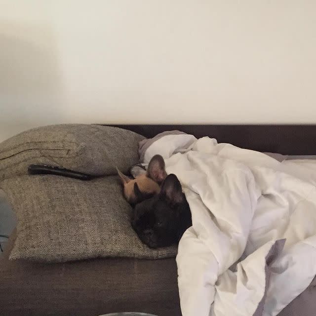 Lady Gaga's Dogs Were Stolen: See Photos of the Singer's French Bulldogs Asia, Koji and Gustav