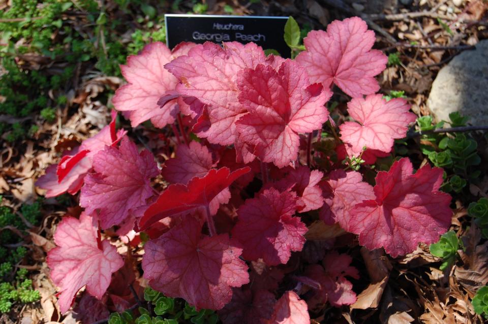 Georgia Peach is a colorful hybrid of the eastern North American Heuchera villosa that performs best in containers in Kentucky.