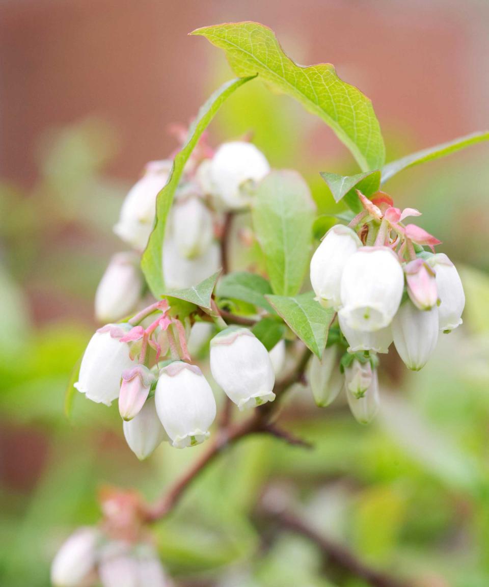 blueberry flowers