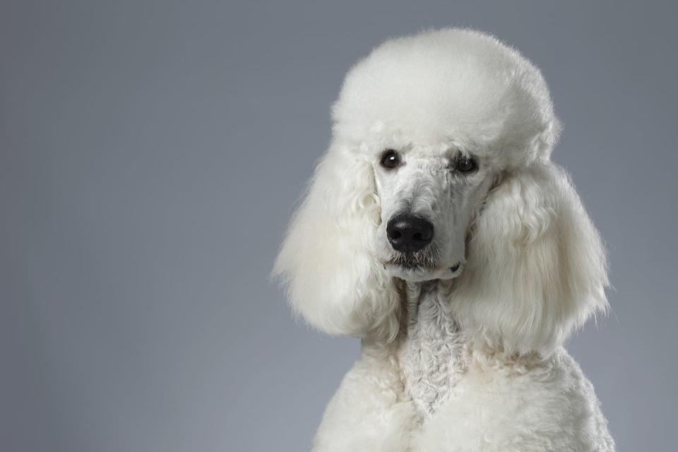 20 best dogs for kids poodle