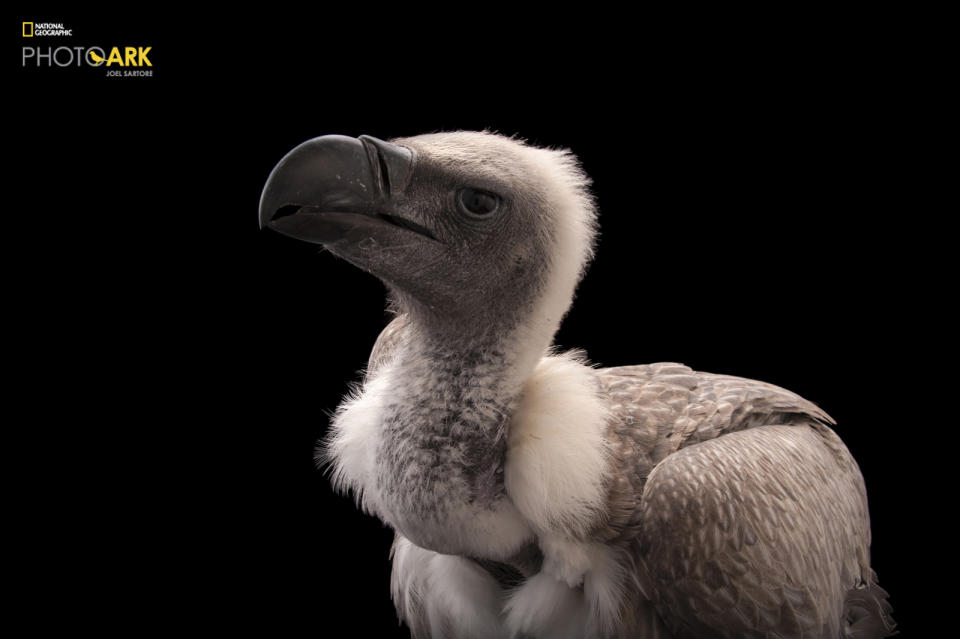 African white-backed vulture (Gyps africanus)