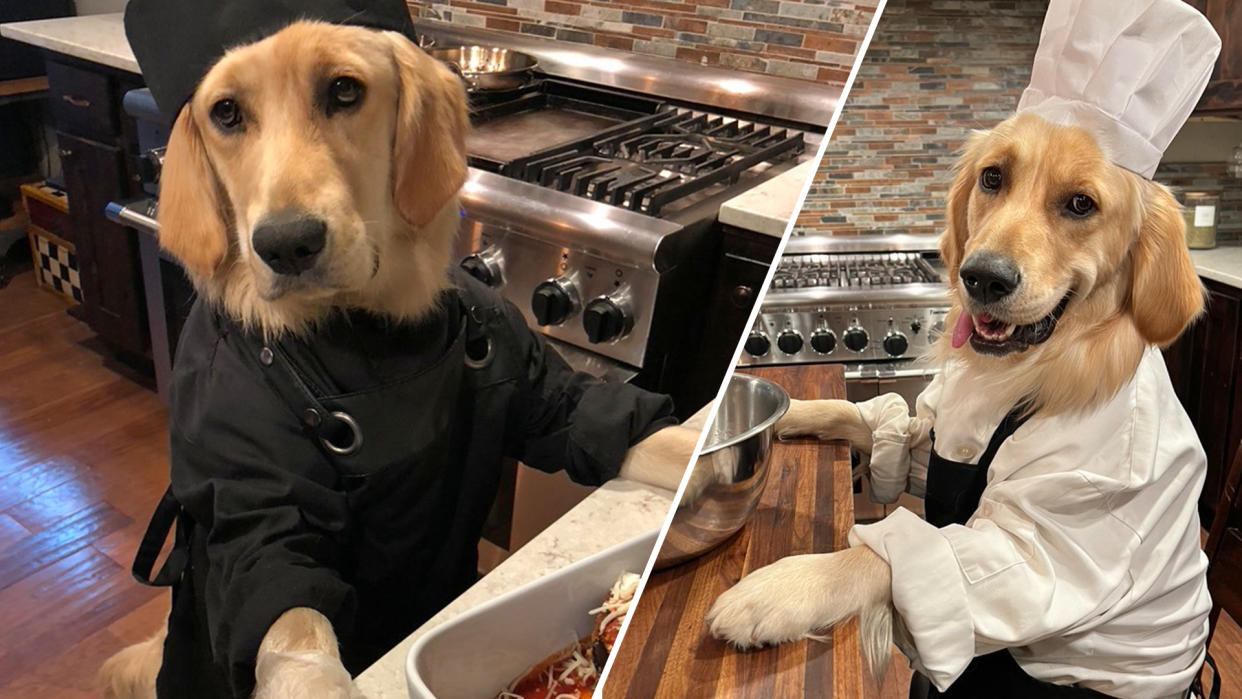 On the Cooking with Badger Instagram account, 18-month-old golden retriever Badger 