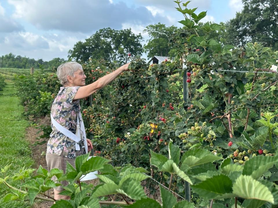 Stella Elakovich of Hattiesburg picks blackberries at Sandy Run Farm in Purvis.  Some berry lovers in Mississippi choose to pick their own berries.