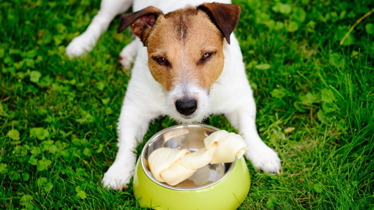  Jack Russell Terrier lying on grass guarding bone in bowl 