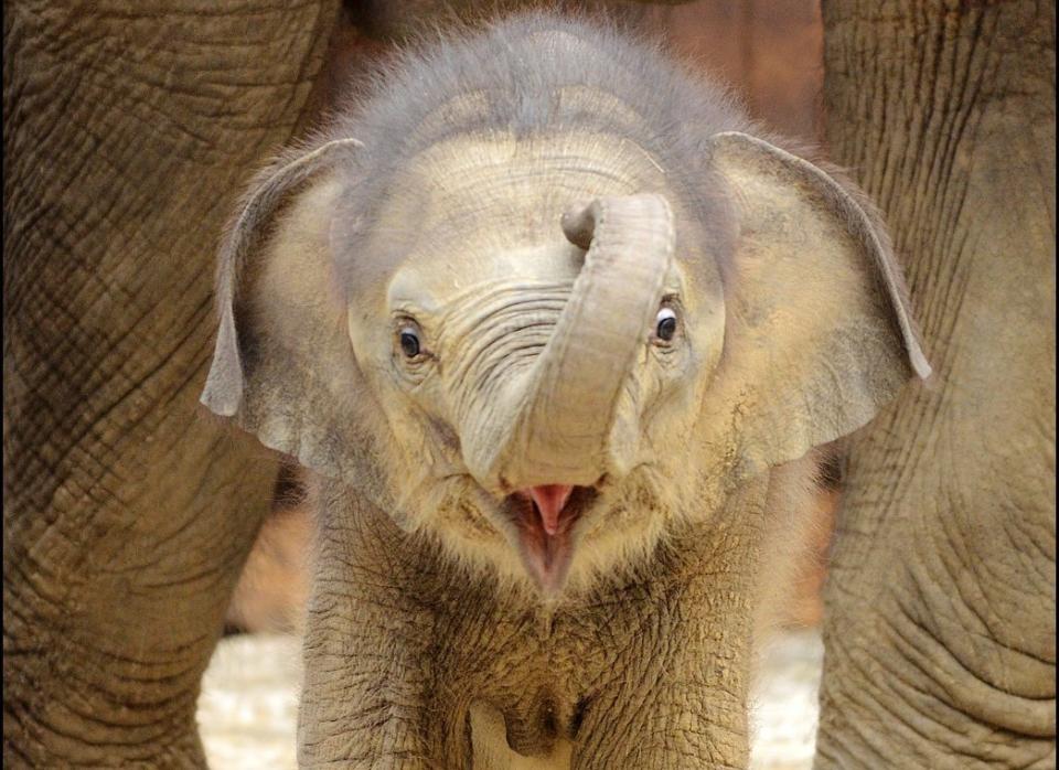 Newborn female Asiatic Elephant calf born to Johti, a 44-year-old, plays at Ostrava's Zoo on May 31, 2011. The calf was born on April 15. 