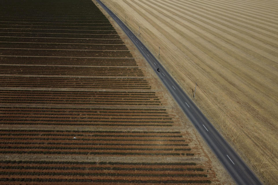 FILE - A motorcycle drives through the lavender fields of Valensole during a hot day in southern France, Tuesday, Aug. 9, 2022. France was in the midst of its fourth heat wave of the year Monday as the country faces what the government warned is its worst drought on record. (AP Photo/Daniel Cole, File)