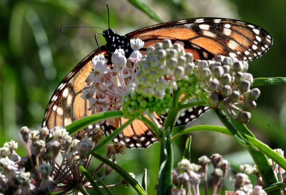 Milkweed attracts a monarch butterfly at the Santa Monica Mountains Fund native plant nursery at Rancho Sierra Vista on Wednesday, July 13, 2022.  The Ventura County Agricultural Commissioner recently banned the sale of a nonnative milkweed species detrimental to the showy butterfly.