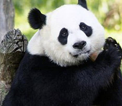 The panda cam at the National Zoo has gone dark. Oh no!