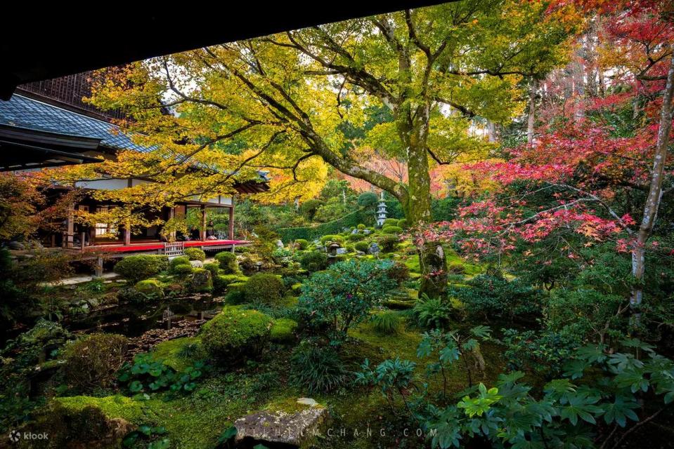 三千院也是京都賞楓不可錯過的絕佳勝地之一，在「楓葉祭」還能一邊品茶一邊觀賞庭園內紅葉交相輝映。圖片來源：Klook