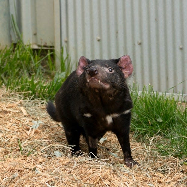 The Columbus Zoo and Aquarium announced the death of a 5-year-old Tasmanian Devil named Thyme, who had come to the zoo in 2019 with her siblings Sprout and Mustard.