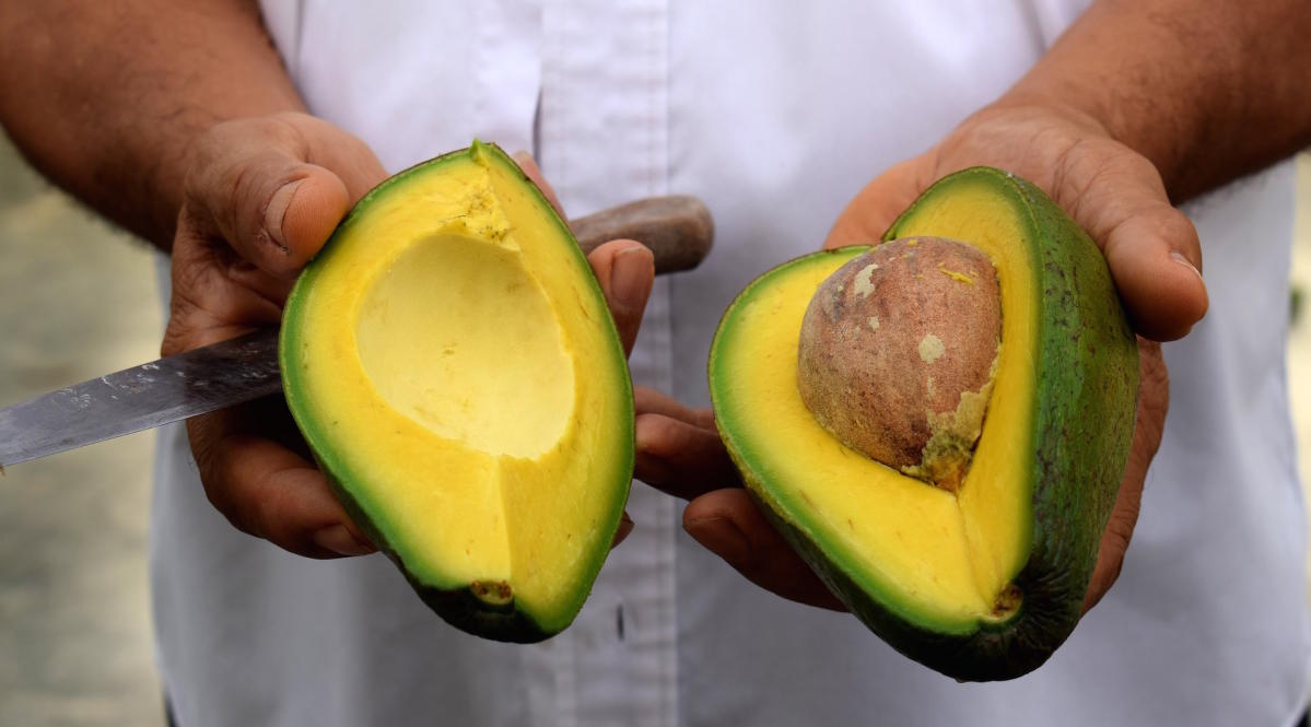 La Capital  Suspende EU Envios De Aguacate De Michoacan