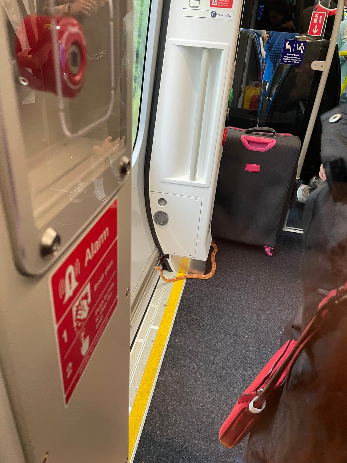 The snake was pictured by the train carriage door as if it was trying to escape (Sophie Johnstone/Twitter)